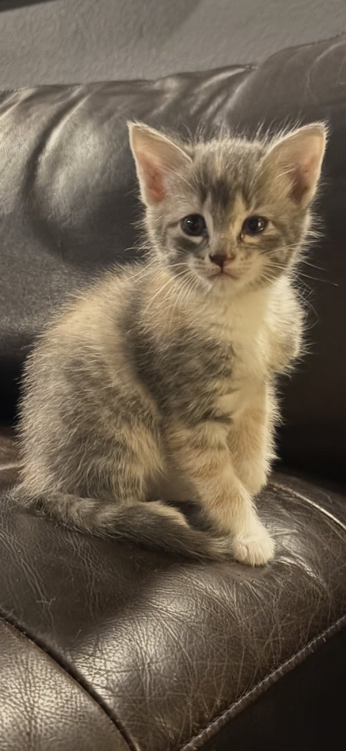 FRANKIE - Domestic Short Hair available for adoption