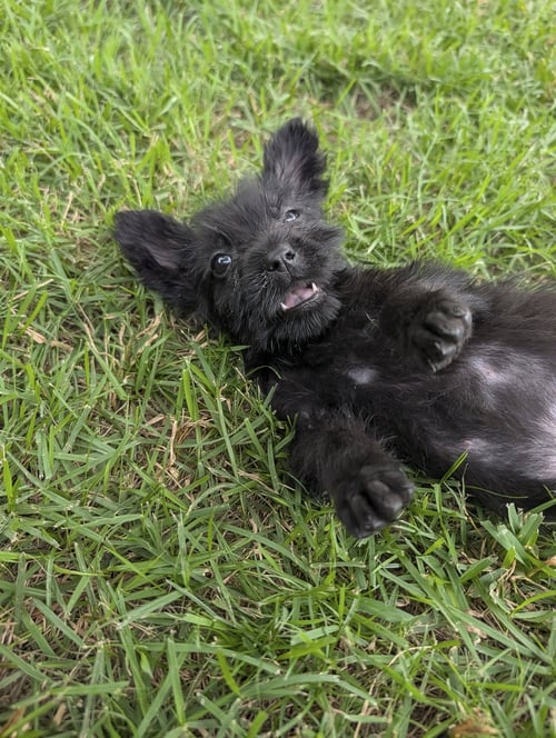 CHUCKIE - Schnauzer / Labrador Retriever available for adoption