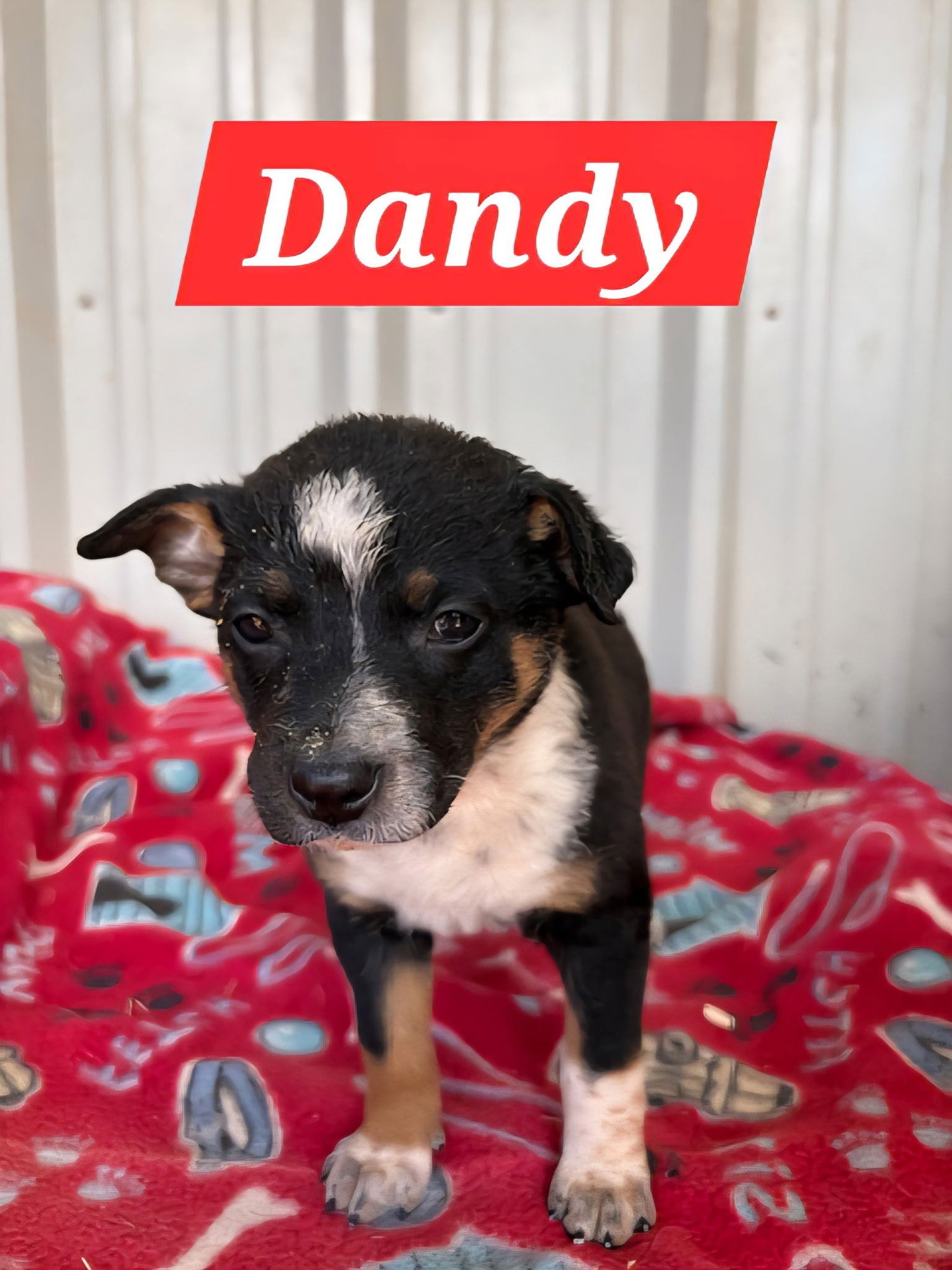DANDY - Red Heeler available for adoption