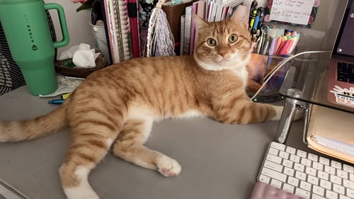 TOMTOM - Domestic Short Hair available for adoption