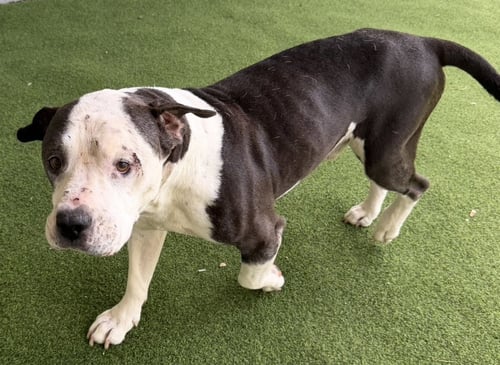 MEATBALL - Pit Bull Terrier available for adoption