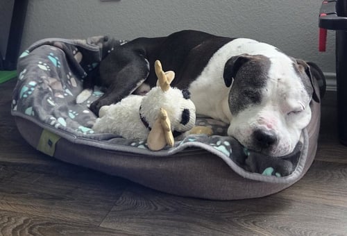 MEATBALL - Pit Bull Terrier available for adoption