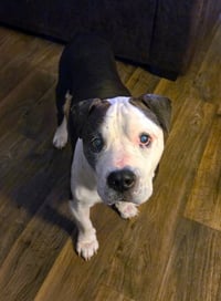 Meatball - Photo 5