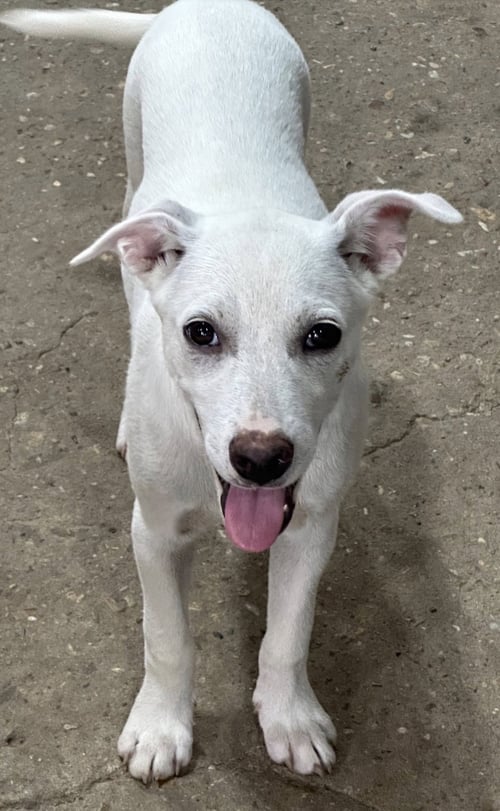 ANNIE - Labrador Retriever available for adoption