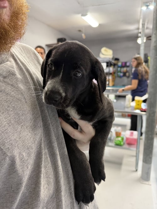 FAITH - Labrador Retriever available for adoption