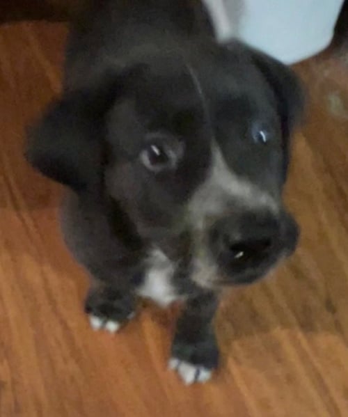 FAITH - Labrador Retriever available for adoption
