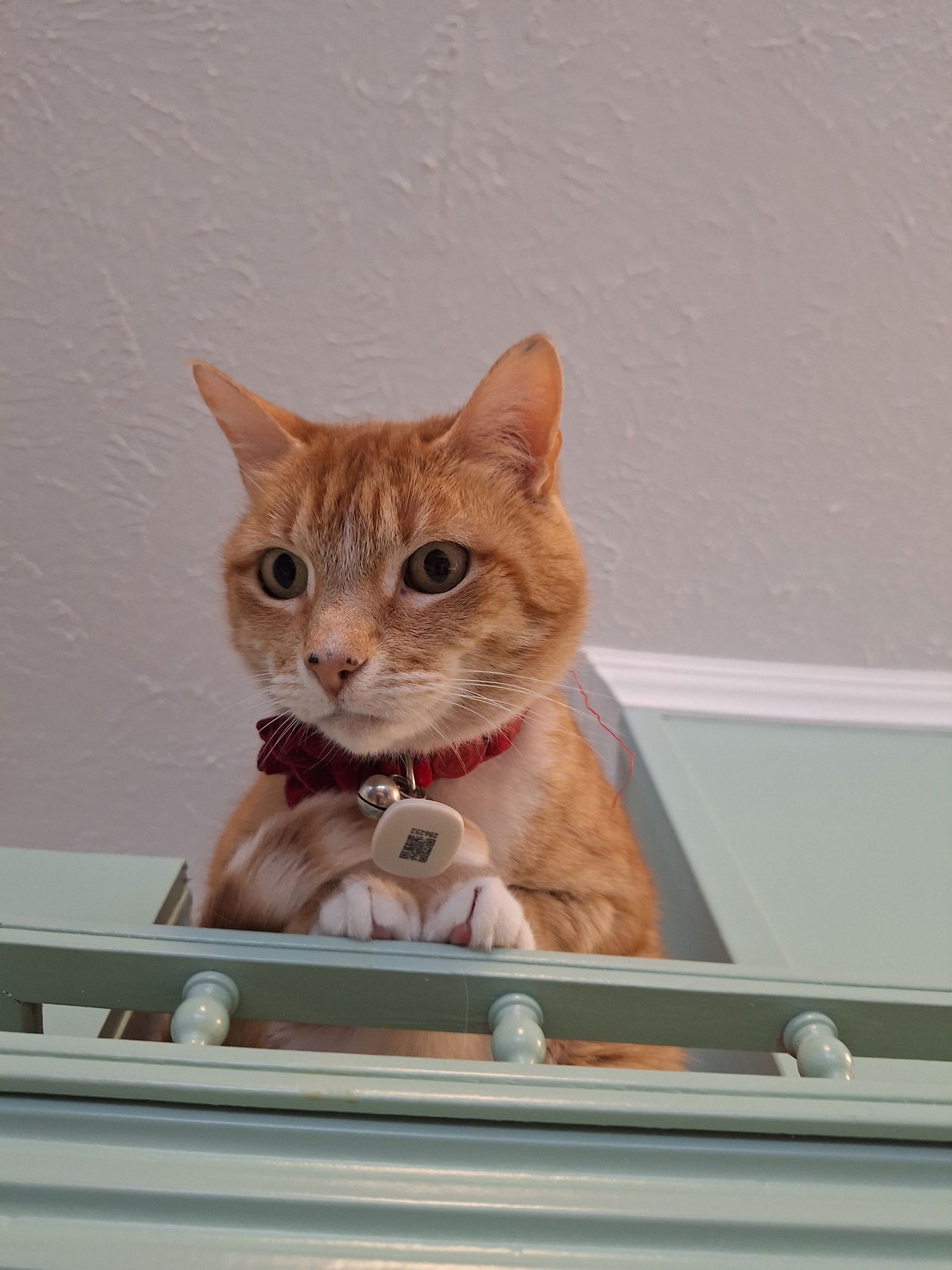 SUNNY - Domestic Short Hair available for adoption