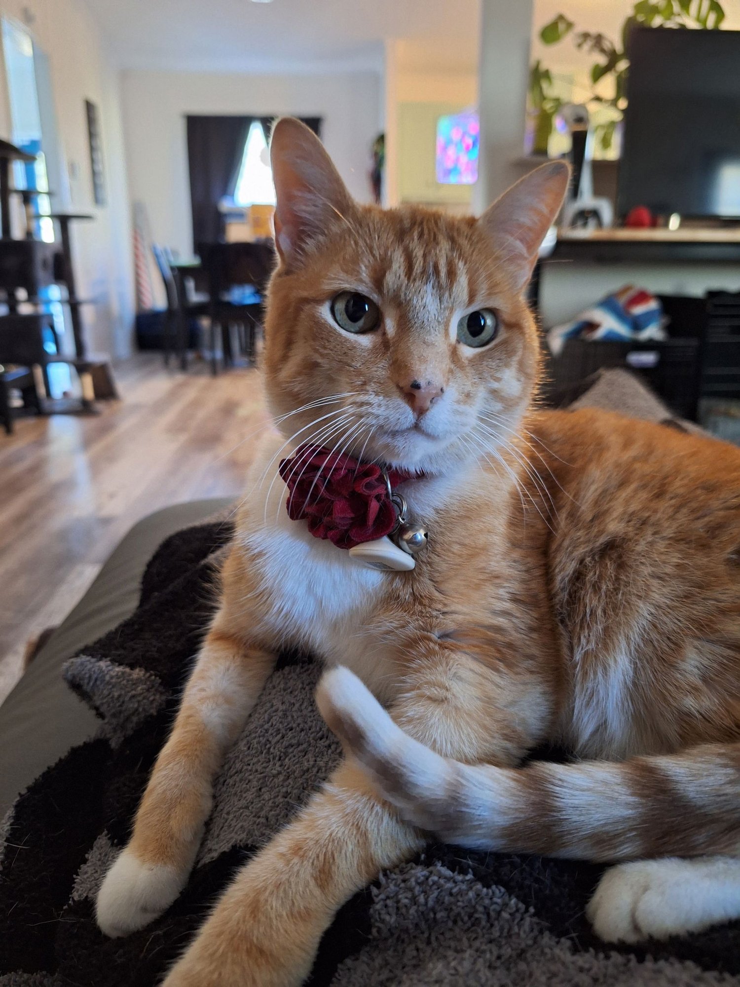 SUNNY - Domestic Short Hair available for adoption