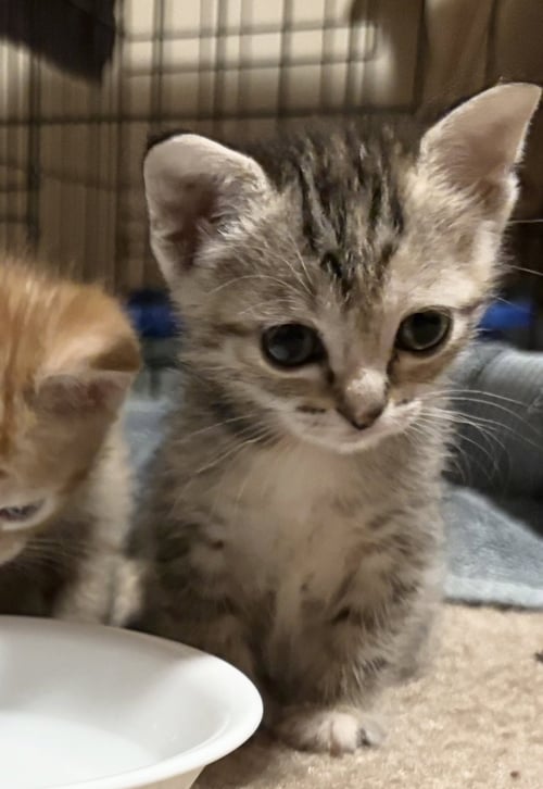 RORY - Domestic Short Hair available for adoption