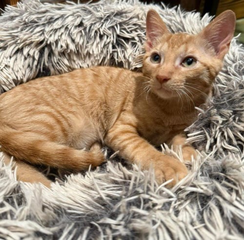 ROO - Domestic Short Hair for adoption in The Woodlands