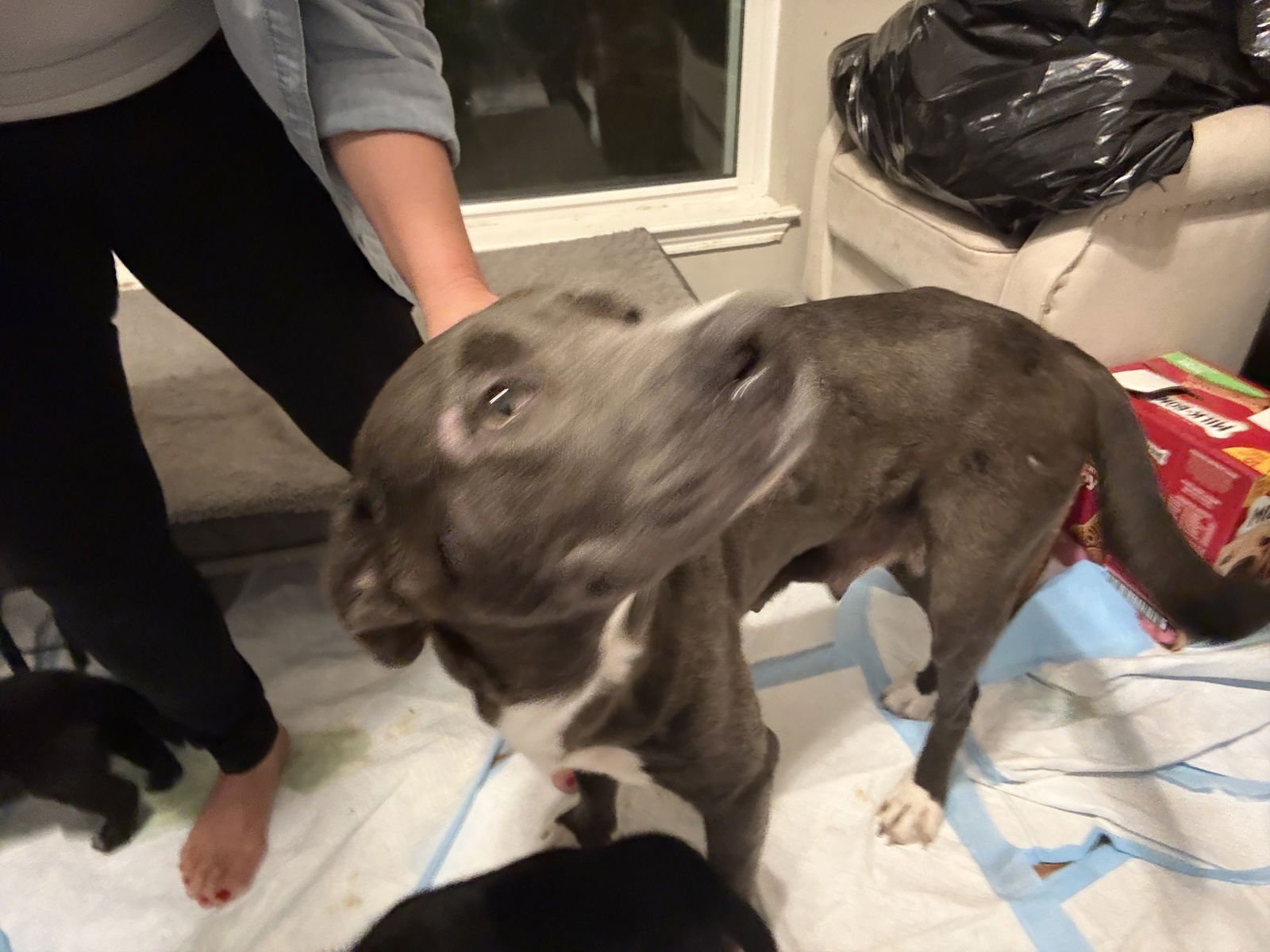 PAM - Labrador Retriever available for adoption