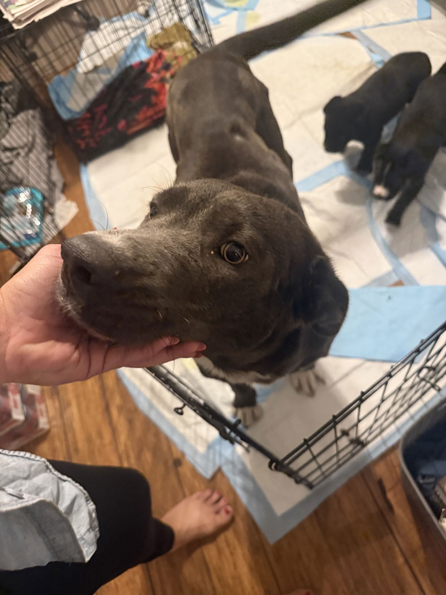 PAM - Labrador Retriever available for adoption