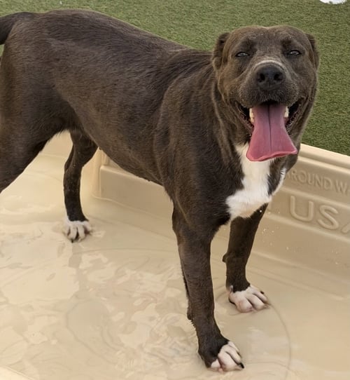 PAM - Labrador Retriever available for adoption