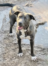 Pam - Photo 4