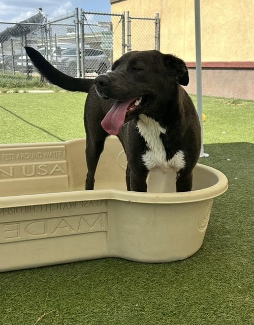 PAM - Labrador Retriever available for adoption