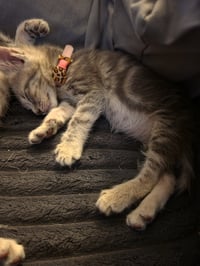 Pearl - Photo 4