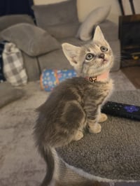 Pearl - Photo 3