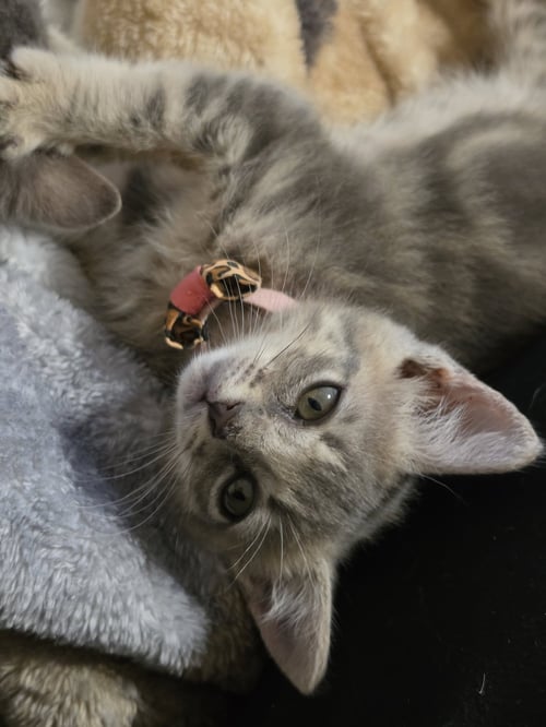PEARL - Domestic Short Hair available for adoption