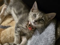 Pearl - Photo 1
