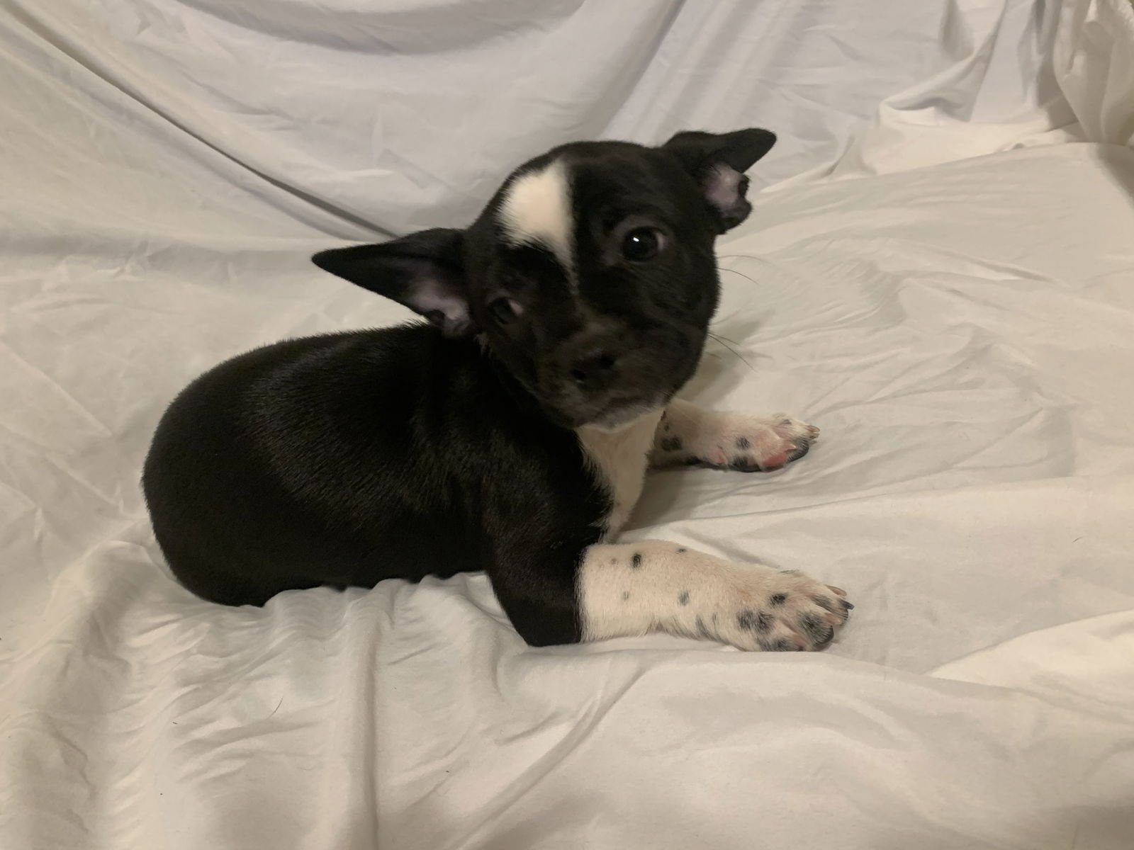 DIPPY - Boston Terrier / French Bulldog available for adoption