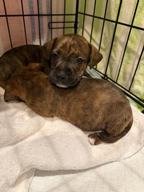 SNAP DRAGON - Staffordshire Bull Terrier available for adoption