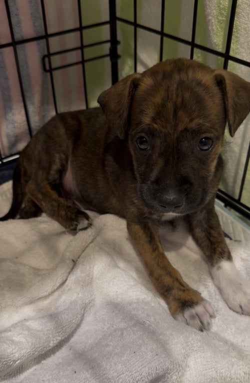SNAP DRAGON - Staffordshire Bull Terrier available for adoption