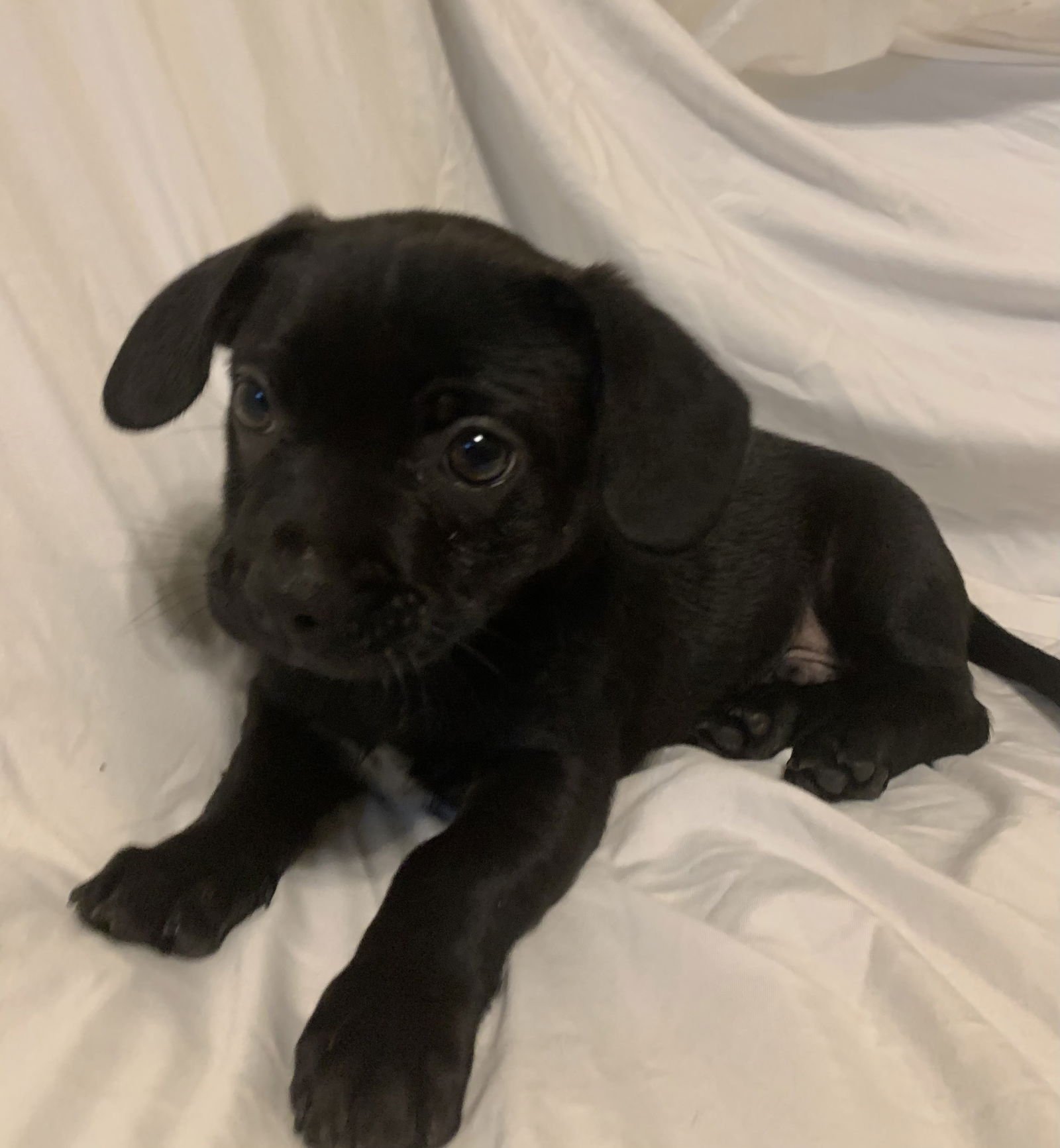 FLOPPY - Boston Terrier / French Bulldog available for adoption