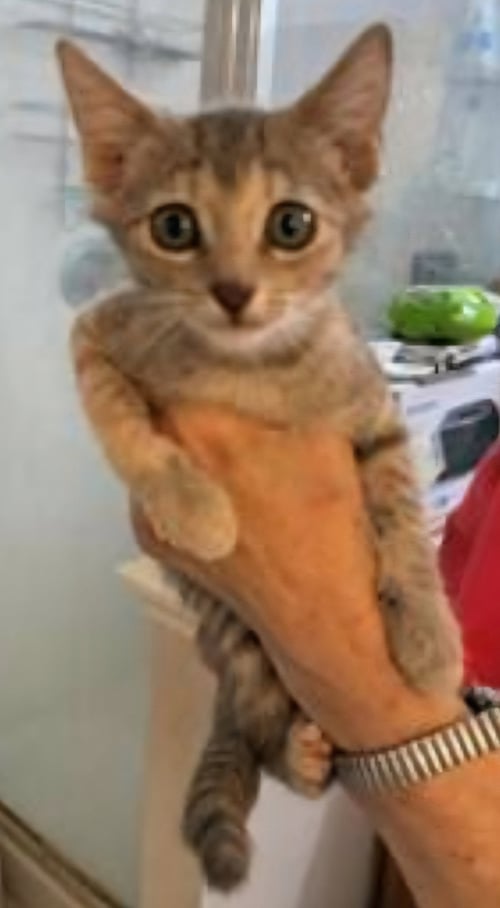GRAYCO - Domestic Short Hair available for adoption