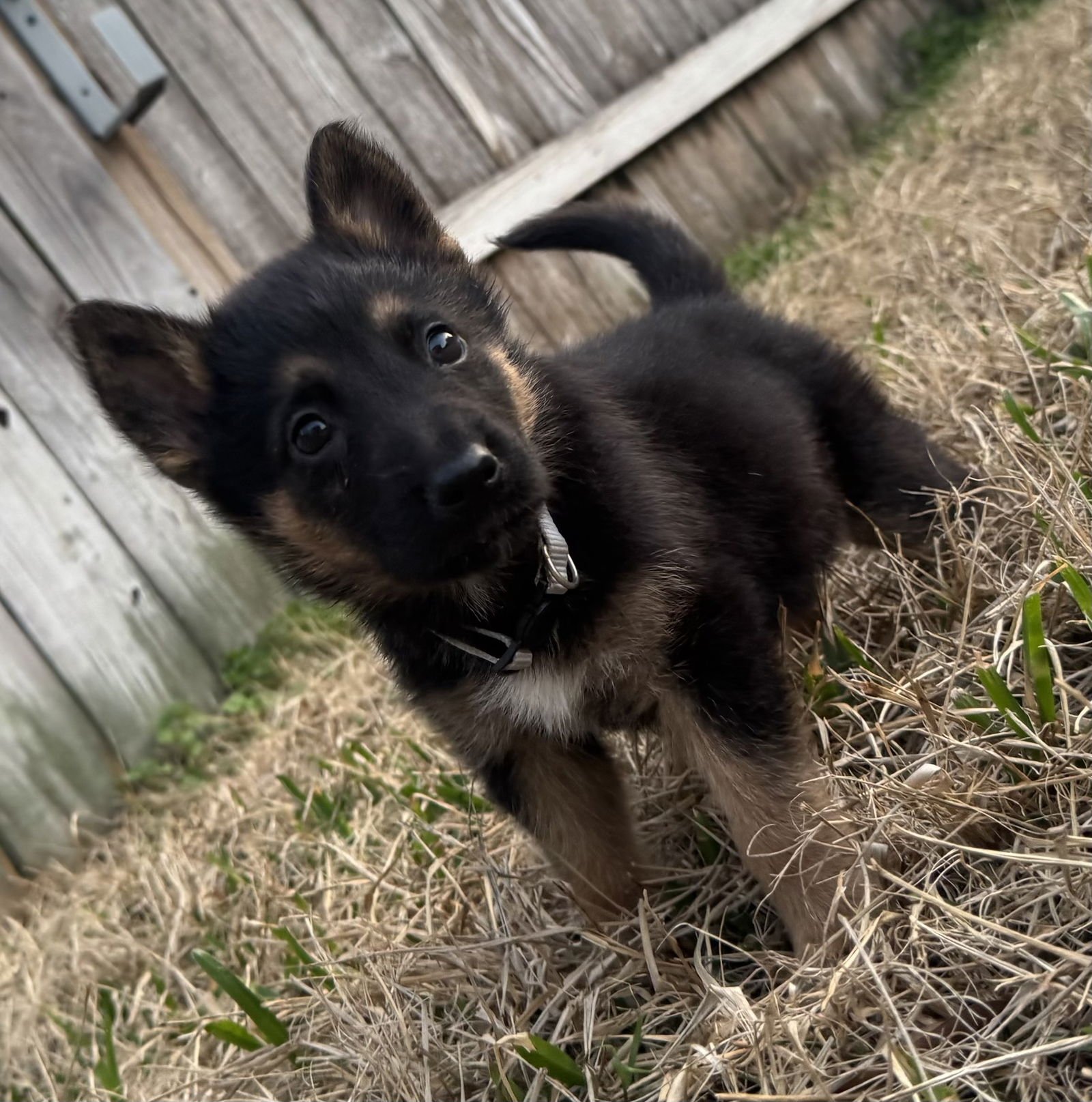 BROOKS - German Shepherd Dog available for adoption