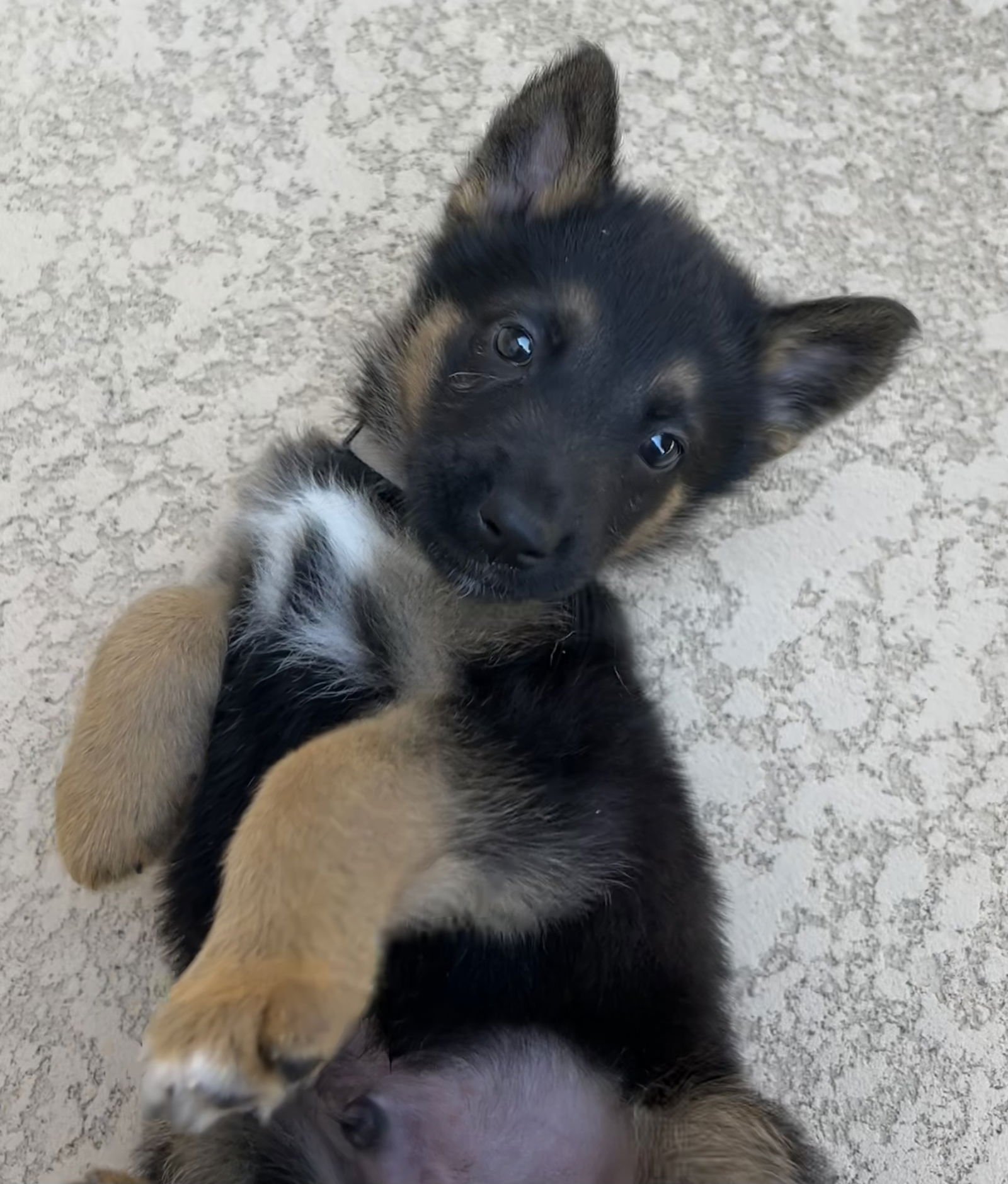 BROOKS - German Shepherd Dog available for adoption