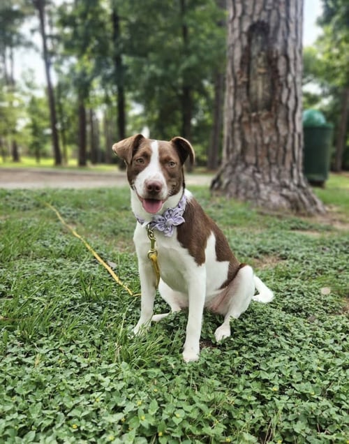 EVIE - Labrador Retriever / Pit Bull Terrier available for adoption