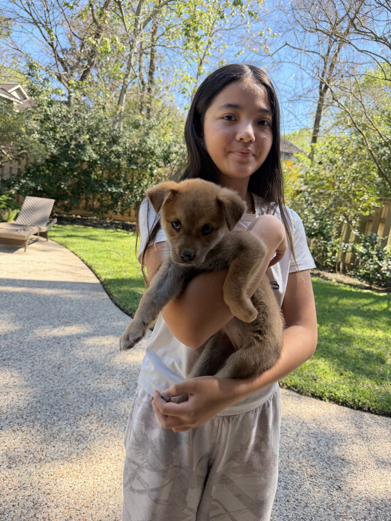 BETTY - German Shepherd Dog available for adoption