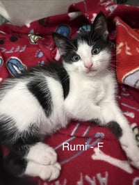 Rumi - Photo 1