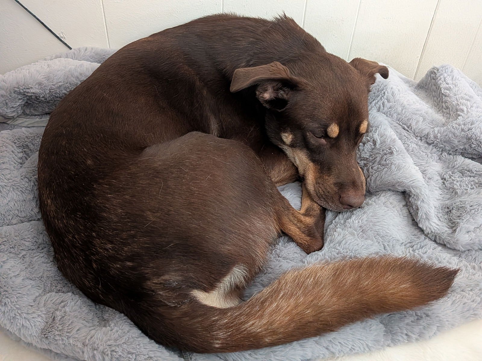 STAR ANISE - Australian Kelpie available for adoption