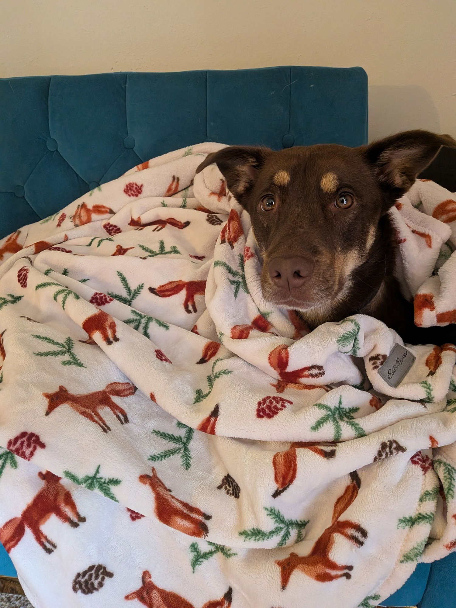 STAR ANISE - Australian Kelpie available for adoption