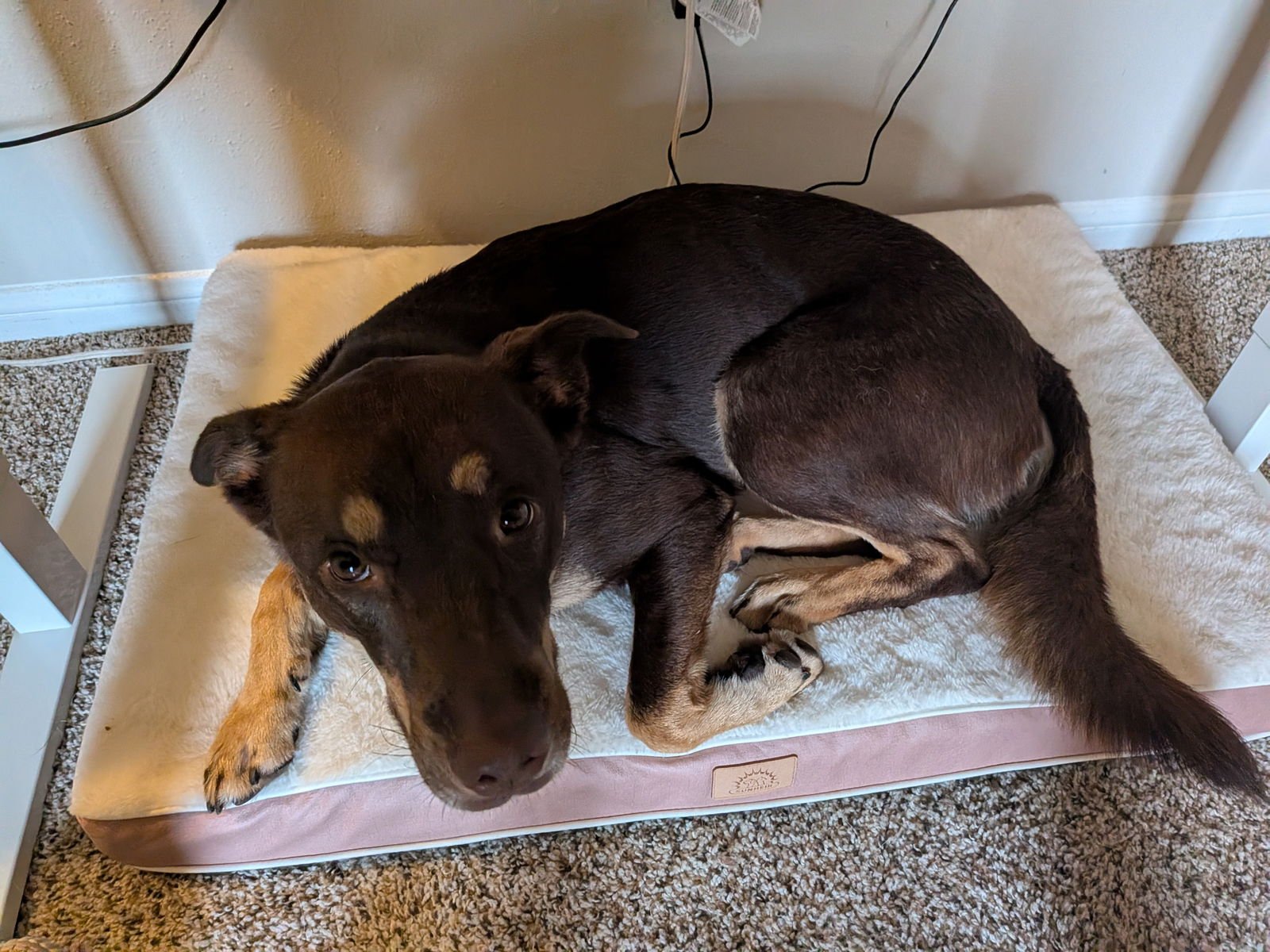 Star Anise - Photo 3