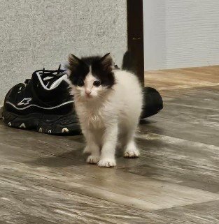 DAHLIA - Domestic Short Hair for adoption in The Woodlands