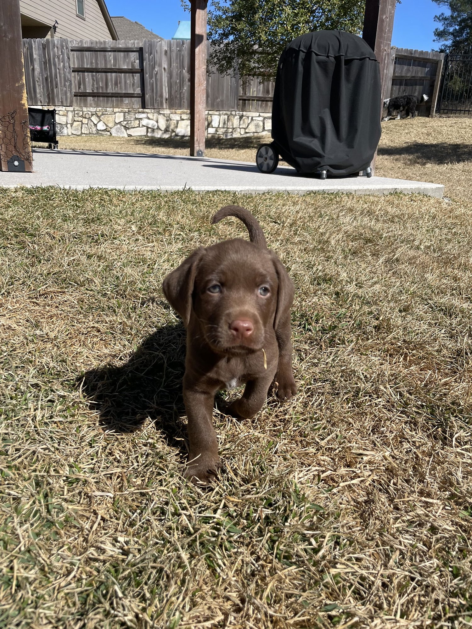ARLO - Labrador Retriever available for adoption