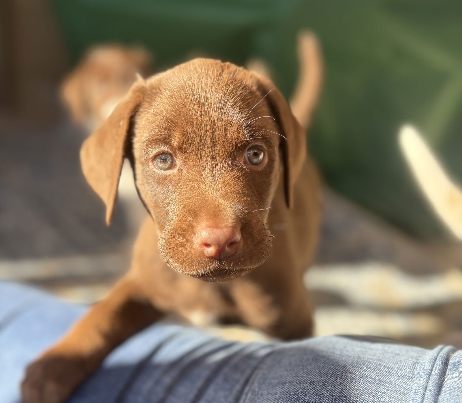 ARLO - Labrador Retriever available for adoption