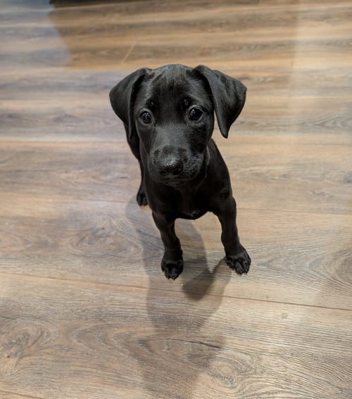 DIDI - Schnauzer / Labrador Retriever available for adoption