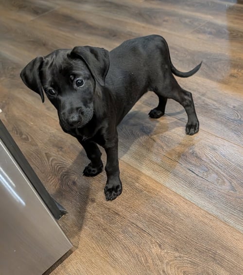 DIDI - Schnauzer / Labrador Retriever available for adoption