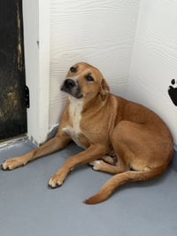 Ginger - Photo 4