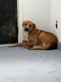 Ginger - Photo 5