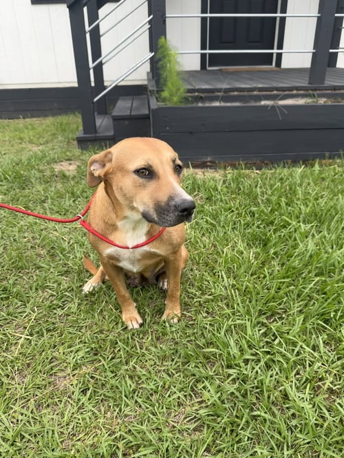 GINGER - Labrador Retriever available for adoption