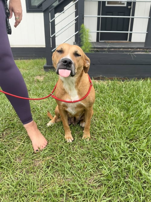 GINGER - Labrador Retriever available for adoption
