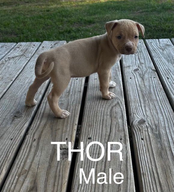 THOR - Labrador Retriever available for adoption