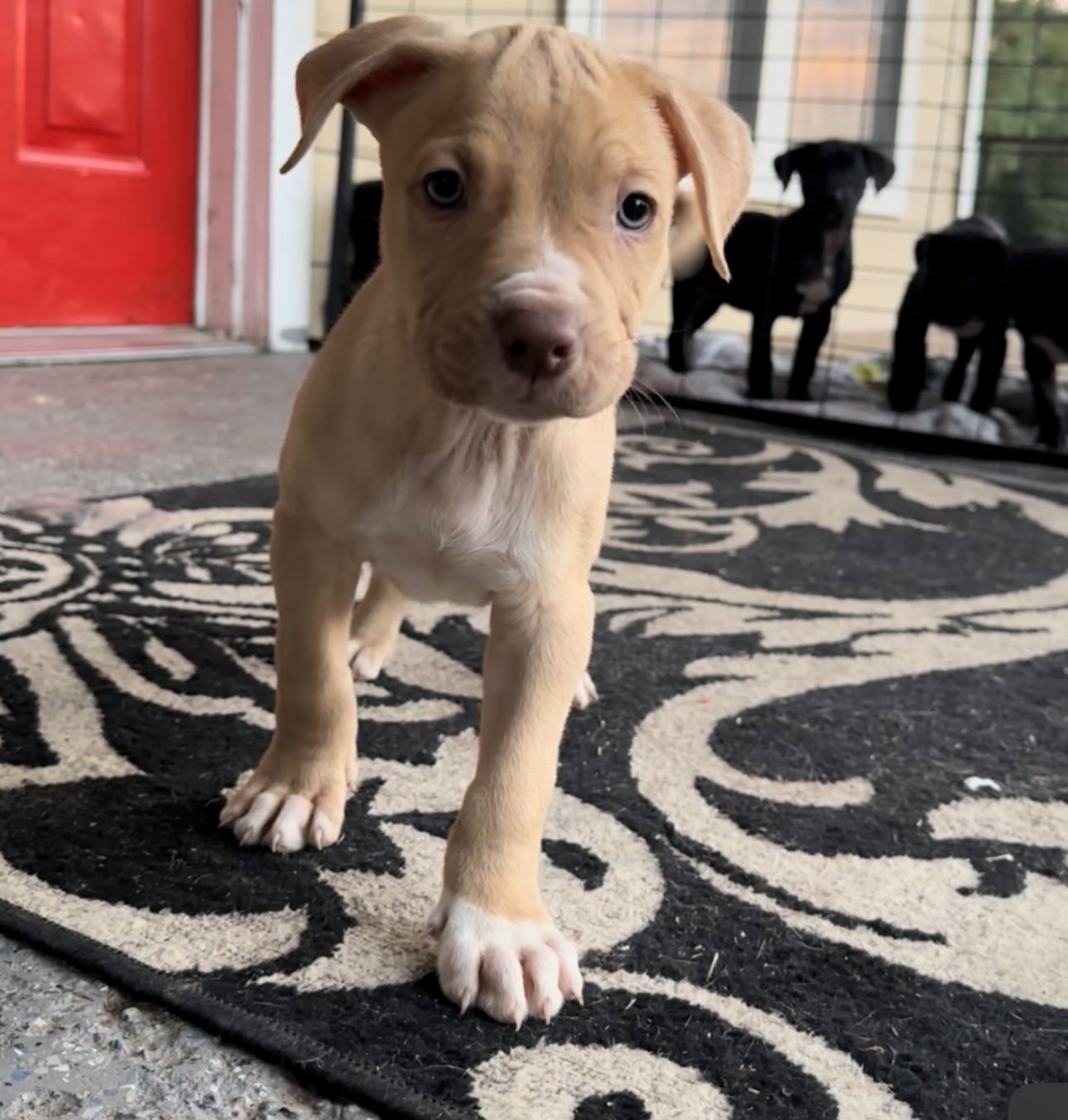 THOR - Labrador Retriever available for adoption