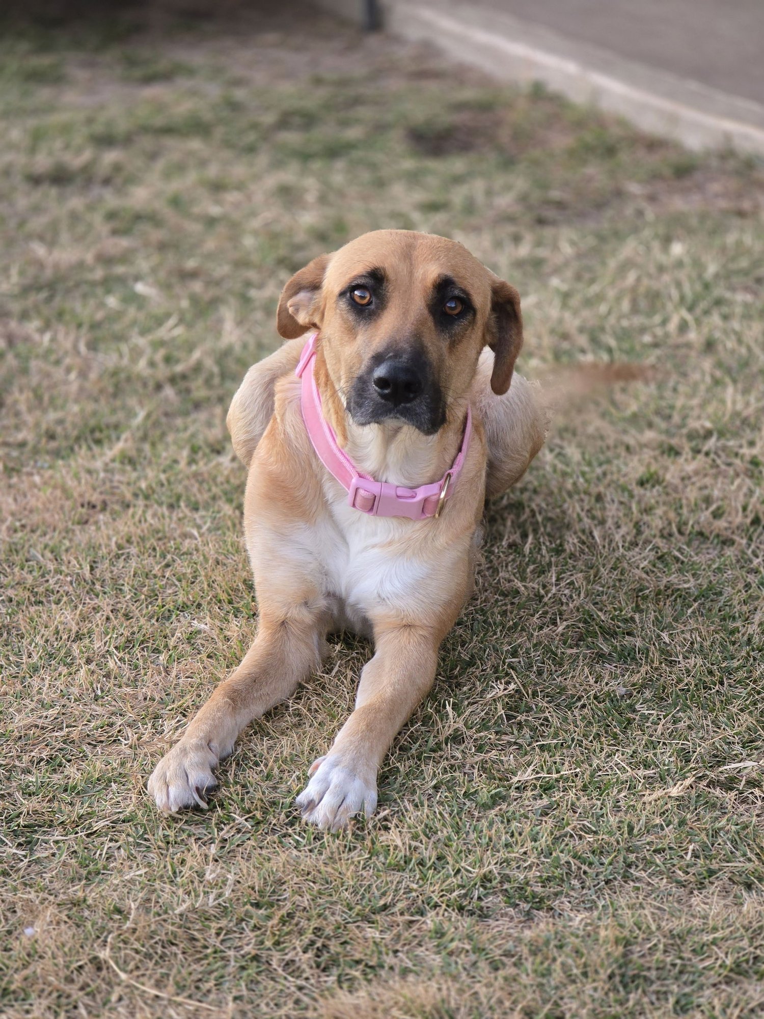 BREEZY - Black Mouth Cur available for adoption