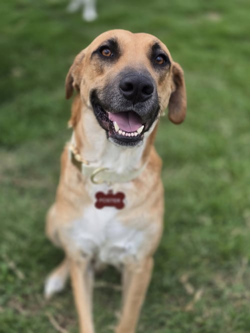 BREEZY - Black Mouth Cur available for adoption
