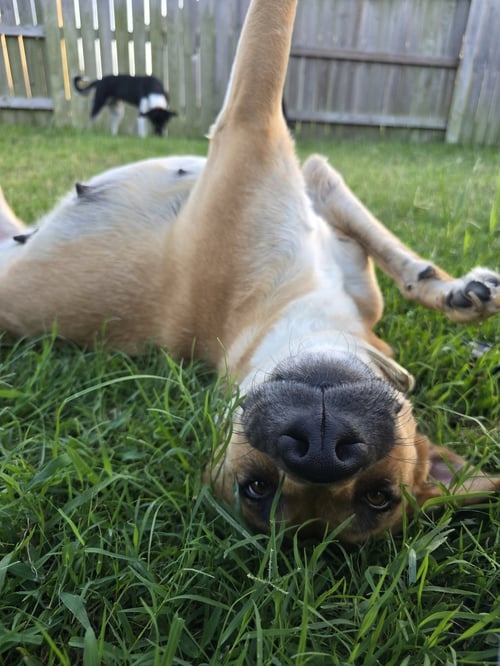 BREEZY - Black Mouth Cur available for adoption